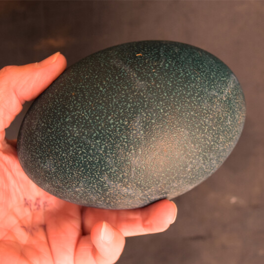 EMU EGGS, RAW UNCARVED