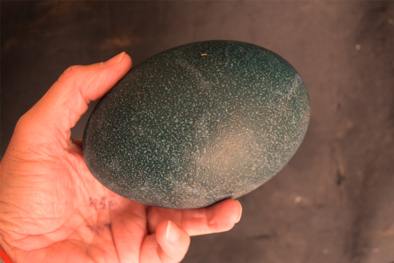 EMU EGGS, RAW UNCARVED
